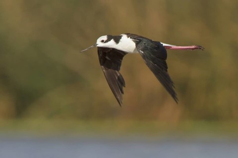White-backed Stilt (Himantopus melanurus) in flight in Bolivia, South America
