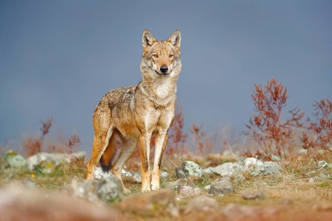 Wild Wolf, Canis lupus, in the nature habitat. Beautiful animal in stone hill, face contact in the