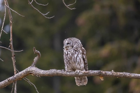 One tawny owl or brown owl (Strix aluco) sitting on a branch and looking for prey