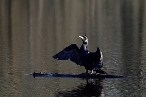 Great cormorant (Phalacrocorax carbo), drying its wings, mining subsidence area, Bottrop, Ruhr
