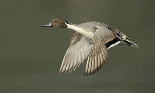 Northern Pintail (Anas acuta) male flying, British Columbia, Canada