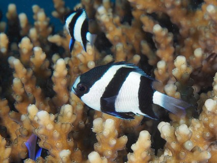 Three-banded Prussian Angelfish (Dascyllus aruanus Dascyllus abudafur)