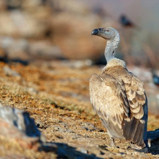 Cape Vulture, also cape griffon (Gyps coprotheres), Giant's Castle Hide, KwaZulu-Natal, South