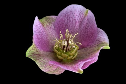 Lenzrose (Helleborus orientalis), Oriental hellebore, flower, Germany
