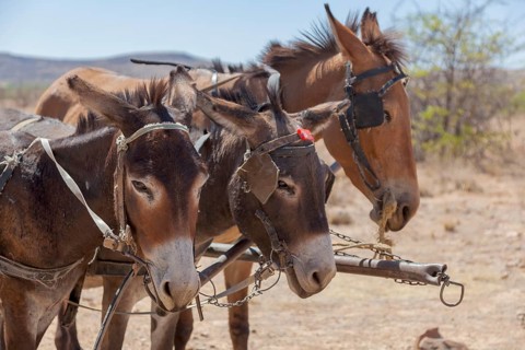 Donkeys as draught animals in front of a farmer's cart, Namibia
