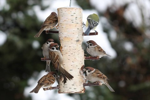 Eurasian Tree Sparrow (Passer montanus), Lower Saxony, Germany