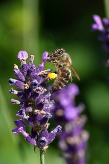 Honey bee (Apis mellifera) on a lavender flower (Lavandula angustifolia), macro photograph,
