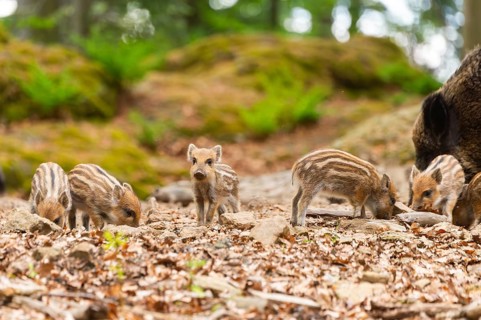 Wild boar (Sus scrofa) piglets standing in a forest, Bavaria, Germany