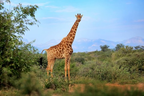Giraffe hidden in green vegetation. Wildlife scene from nature. Evening light in the forest, Africa
