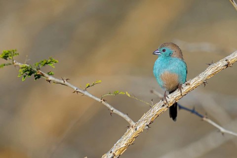 Blue Astrild, (Uraeginthus angolensis), animals, birds, Astrild, perch, biotope, habitat, Africa,