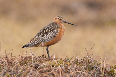 Bar-tailed Godwit (Limosa lapponica), Finnmark, Norway