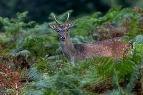 On the coat of the fallow deer (Dama dama) you can still see the light spots of the summer coat,