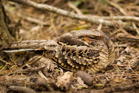 Pauraque (Nyctidromus albicollis), Texas, USA