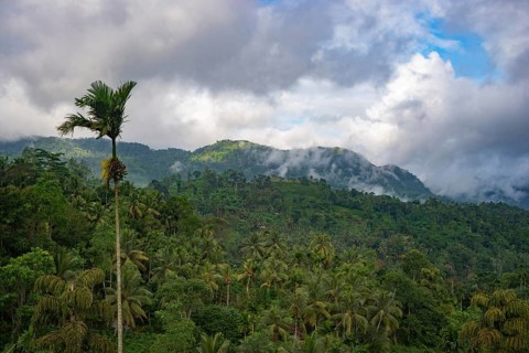 A picturesque view of Sri Lanka's lush jungle landscape, showcasing green foliage, towering palm