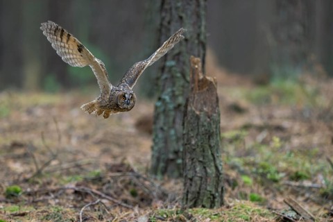 Indian Eagle-Owl (Bubo bengalensis) flying, Bavaria, Germany