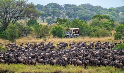 Wildebeest (Connochaetes taurinus), migrating herd of wildebeest, safari vehicles behind, Great
