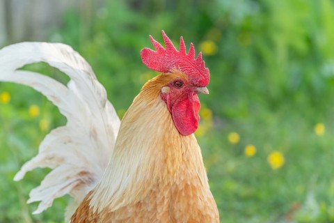 Cocks on an educational farm in the countryside. France, Alsace