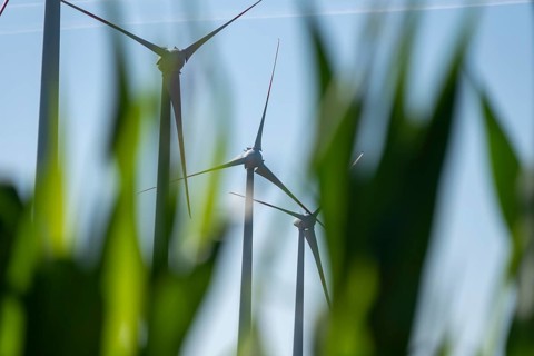 Wind turbines in a maize field, Germany
