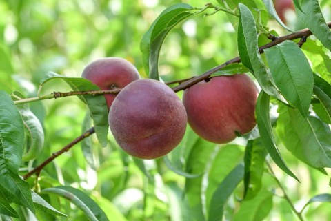 Peach (Prunus persica 'Irena'),  Austria