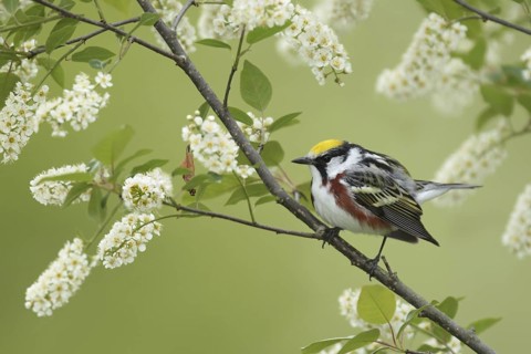 Chestnut-sided Warbler (Setophaga pensylvanica), New York, USA