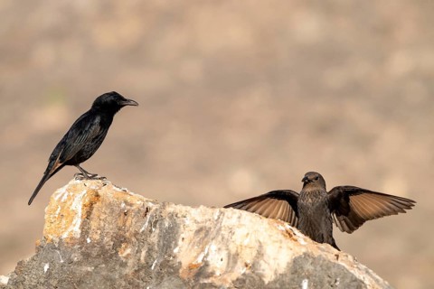 Tristramstar (Onychognathus tristramii), Oman