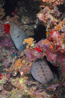 Giant moray eel (Gymnothorax javanicus)