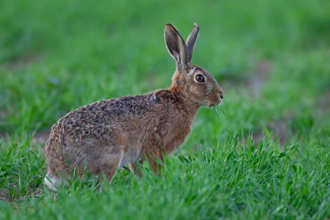 European brown hare (Lepus europaeus) adult animal feeding in a farmland cereal crop in summer,