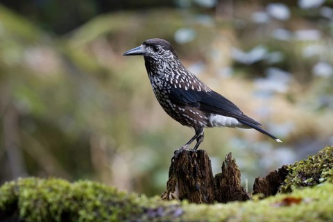 Spotted Nutcracker (Nucifraga caryocatactes) perched on the ground, Baden-Wuerttemberg, Germany