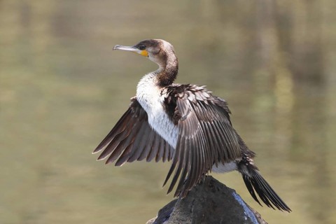 Great Cormorant (Phalacrocorax carbo), Lake Naivasha, Kenya