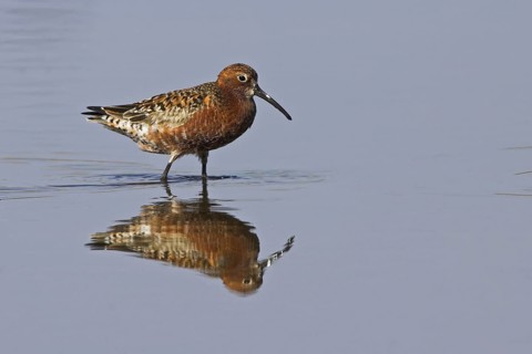 Curlew Sandpiper (Calidris ferruginea), Lesvos, Greece