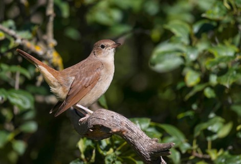 Common Nightingale (Luscinia megarhynchos) perched on a branch, Aosta Valley, Italy