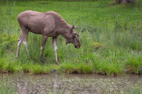 One adult male moose or elk, Alces alces, standing on a meadow, grazing. A small creek in the