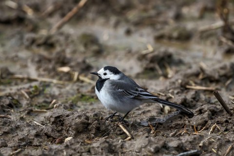 Grevenbroich, North Rhine-Westphalia, Germany, The white wagtail is a species of songbird in the