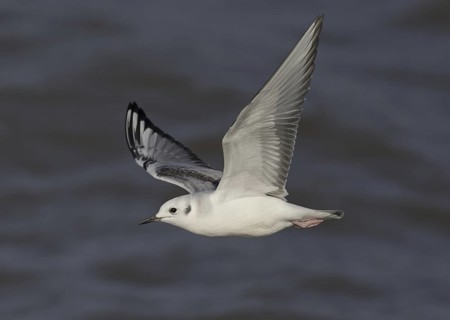 Bonaparte's Gull (Chroicocephalus philadelphia) flying, Ohio, USA