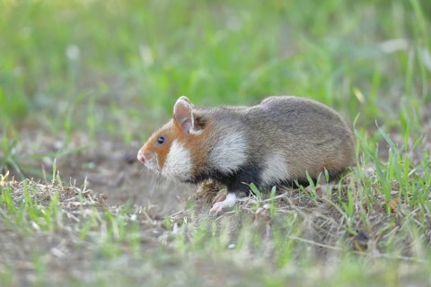 Field hamster (Cricetus cricetus), in a meadow, Vienna, Lower Austria, Austria