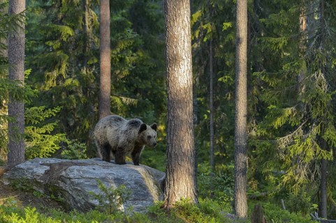 Eurasian Brown Bear (Ursus arctos) in forest, Finland