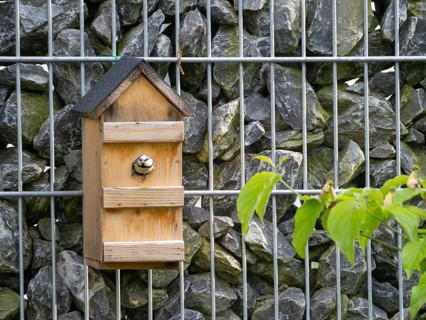 Tit (Paridae) looking out of a nesting box on a gabion wall, North Rhine-Westphalia, Germany