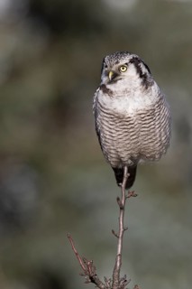 Northern Hawk-Owl (Surnia ulula), Saxony, Germany