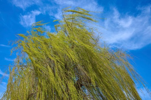 Mourning willow tree with hanging branches against a blue sky with white clouds, Triesdorf,