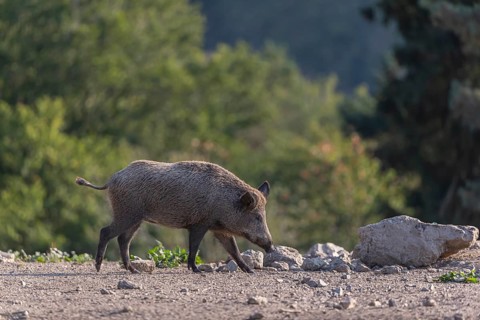 One adult wild boar or wild pig (Sus scrofa) walking over an opening with a green forest in the