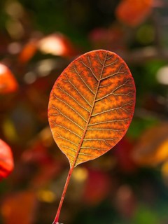 Eurasian Smoke Tree (Cotinus coggygria), or Wig Bush in garden, single leaf in autumn color, with