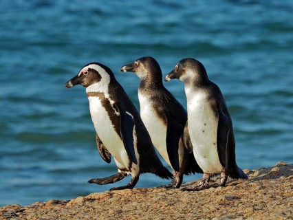 Spectacled penguin (Spheniscus demersus)