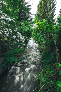 Brook between bushes, long exposure, Lower Austria, Austria