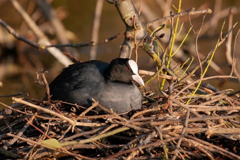 Eurasian coot (Fulica atra) adult bird sitting on a nest in spring, England, United Kingdom