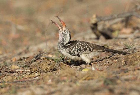 Southern Red-billed Hornbill (Tockus rufirostris), Chobe, Botswana