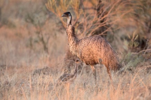 Emu (Dromaius novaehollandiae) with chick, Queensland, Australia