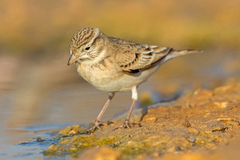 Short-toed Lark, Greater Short-toed Lark, Short-toed Lark, Calandrella brachydactyla, Alouette