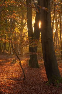 View of an autumnal beech forest at sunset, Neustadt am Rübenberge, Hanover region, Lower Saxony,