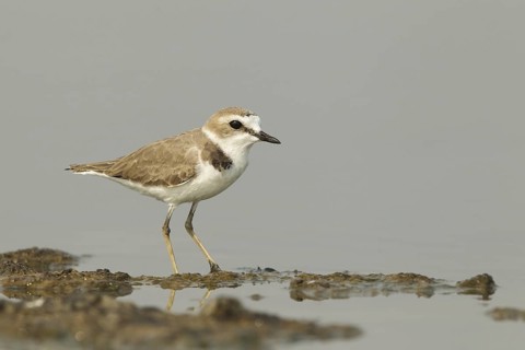 Kentish Plover (Charadrius alexandrinus), Kaeng Krachan, Thailand