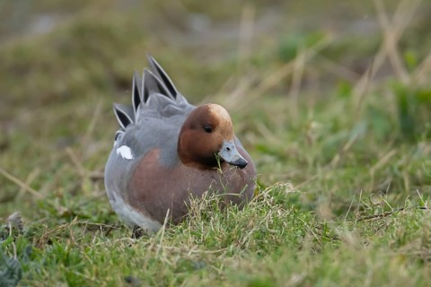 Eurasian wigeon duck (Anas penelope) adult male bird feeding on grassland in winter, RSPB Frampton
